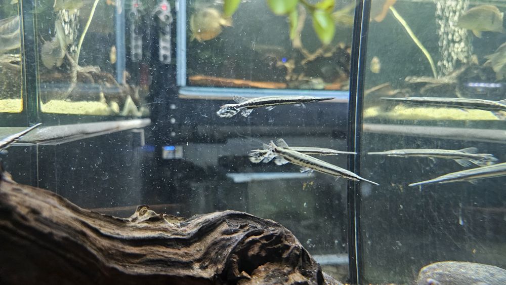 Lepisosteus oculatus 10-12cm