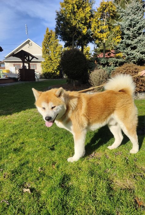 Szczeniaki Akita Inu