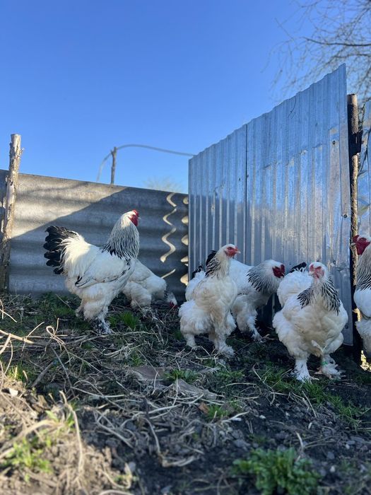 Продам ціплята Колумбійської брами
