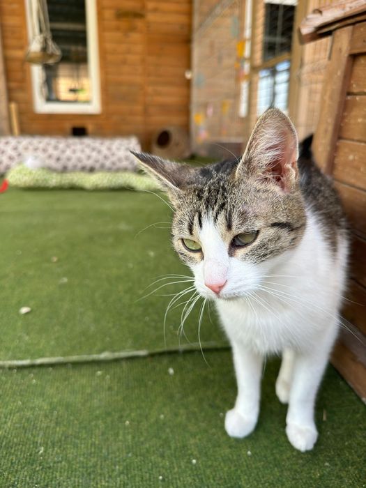 Kotka Tamara pilnie czeka na dom