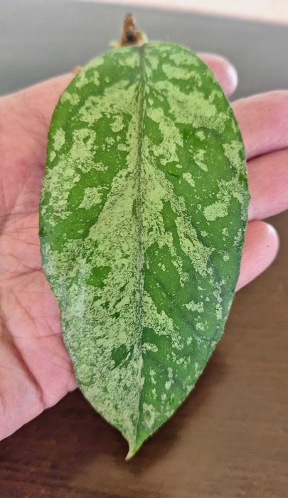 Hoya Bahoi (splash leaves)