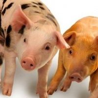 Поросята м'ясних порід