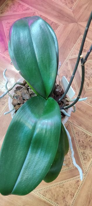 Орхідея фаленопсис