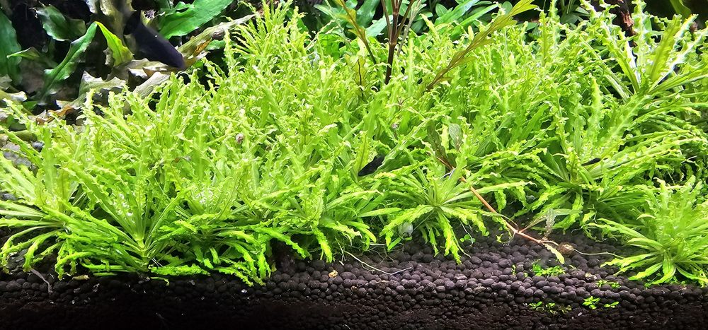 Palntas para aquario agua quente