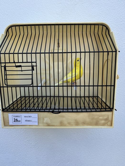 Canários lipocromo amarelo Intenso e Nevados