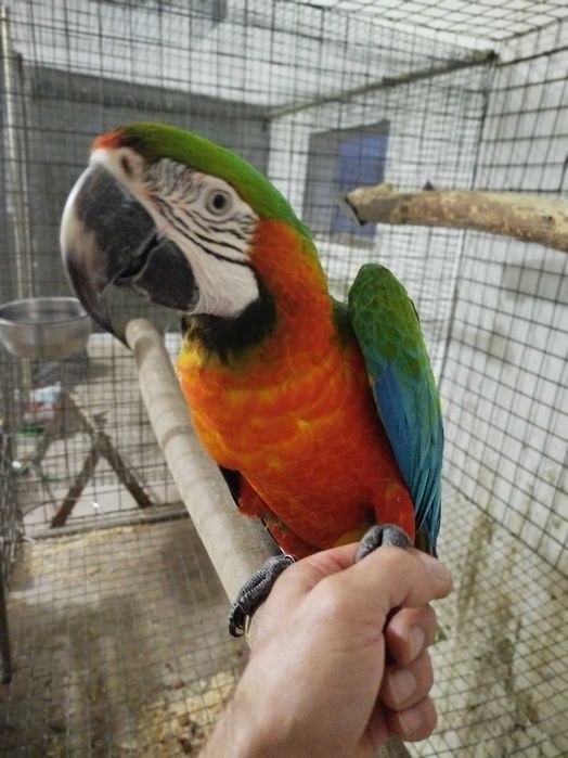 Macho Arara Arlequim 2024