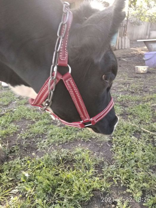 корове недоуздок кантар кантарка телёнку быку джерси голштын айширская