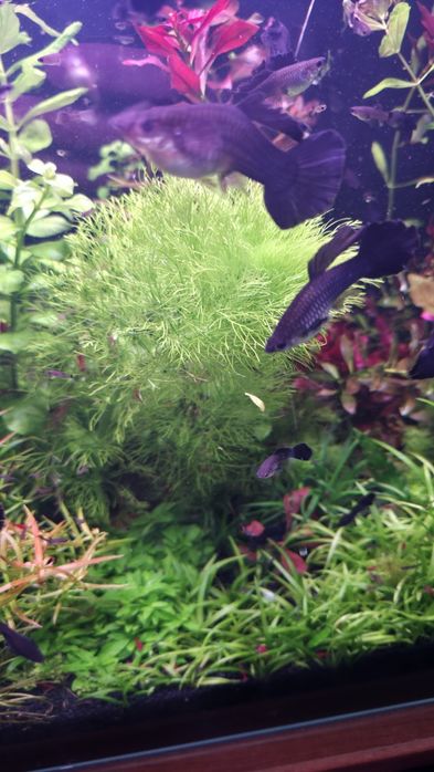Rośliny akwariowe - Limnophila aquatica