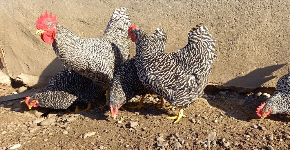 Продаж Інкубаційних яєць породистих курей