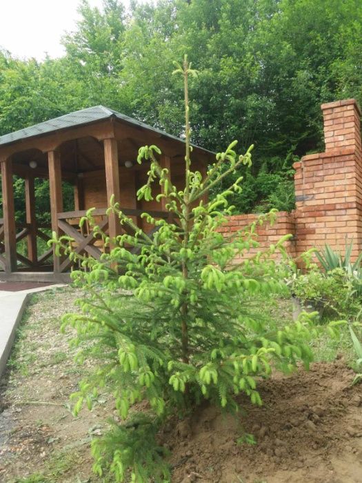 відпочинок в с.Мигово, Чернівецької обл., вілла " На Узліссі"