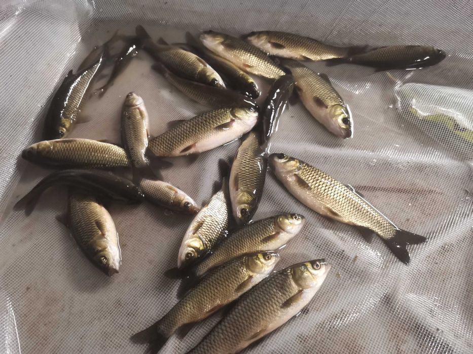 Lin zielony10cm do25cm od 8złszt inne karp amur sandacz tołpyga