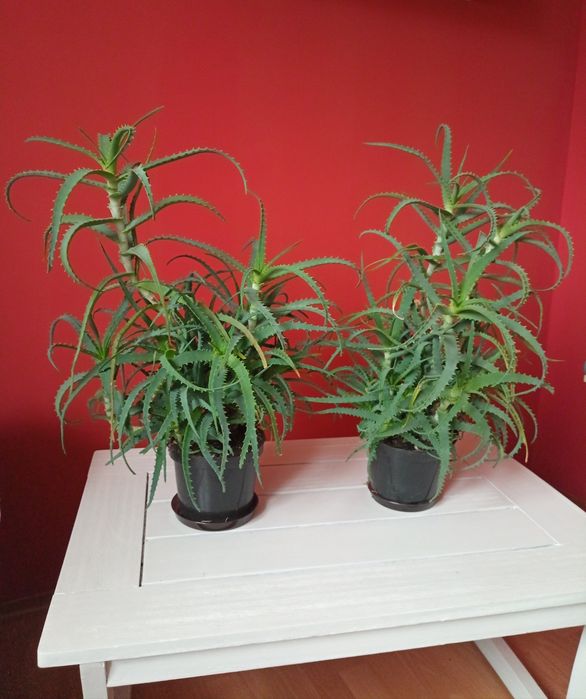 Aloes drzewiasty