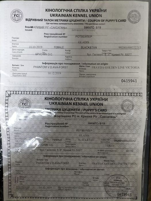 Ротвейлер ищет невесту