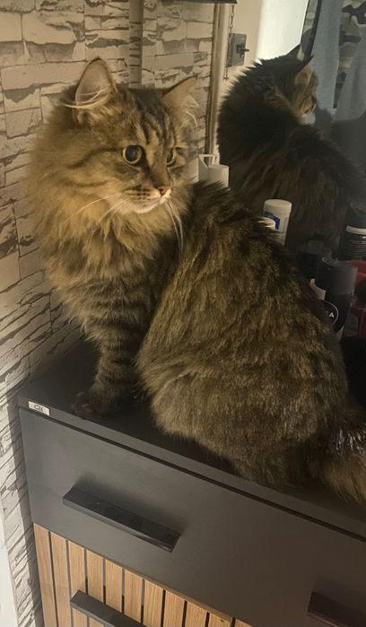 Перетримка котиків