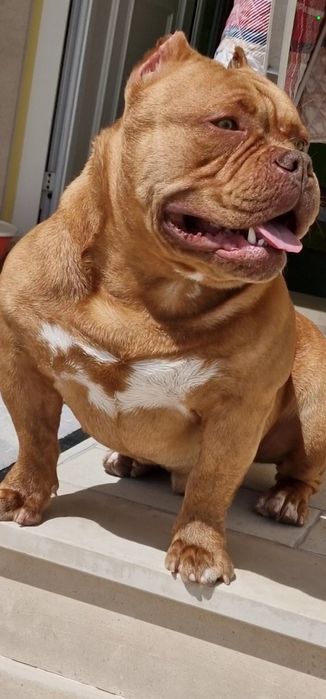 Bully para Montas,queres  namorar comigo ?