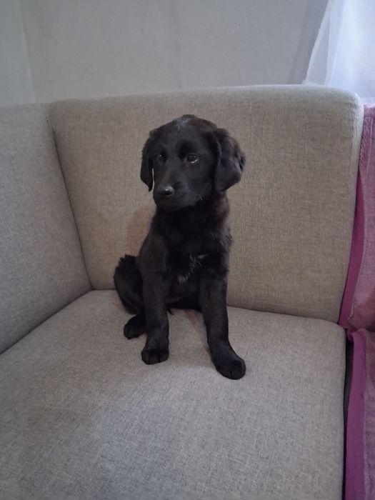 Oddam pieski w dobre ręce