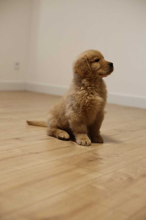 GOLDEN RETRIEVER-po champ., ciemnozłote, amerykańskie linie ZKwP/ FCI