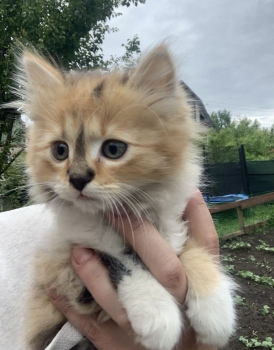 Безкоштовно котенята