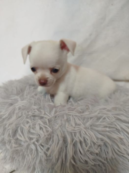 Chihuahua macho pelo curto