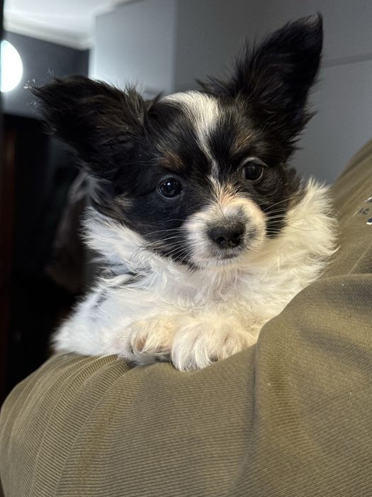 Папійон дівчинка