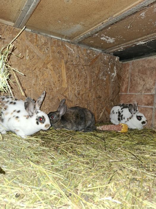 Sprzedam króliki Rexy