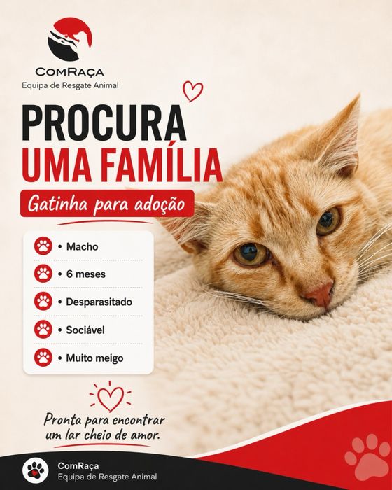 Gato bebé para adoção responsável