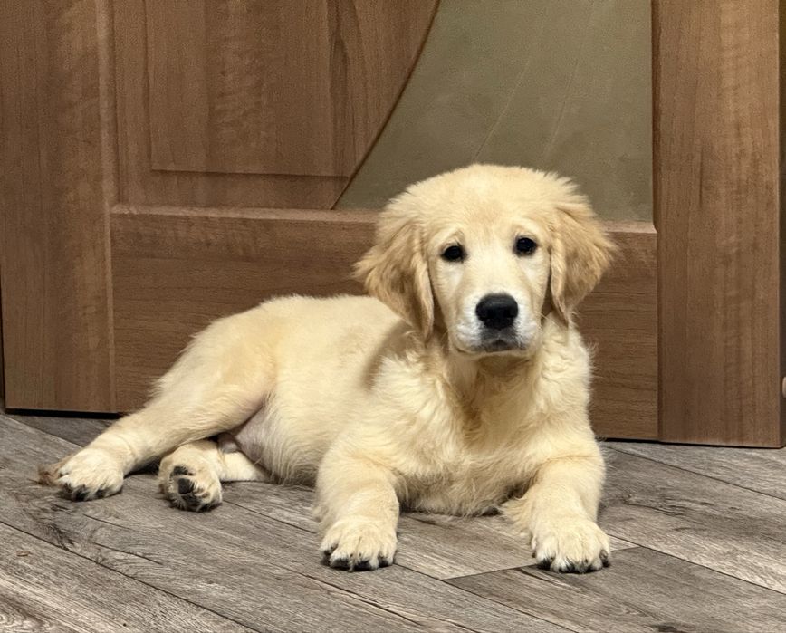 Золотистый ретривер!!!