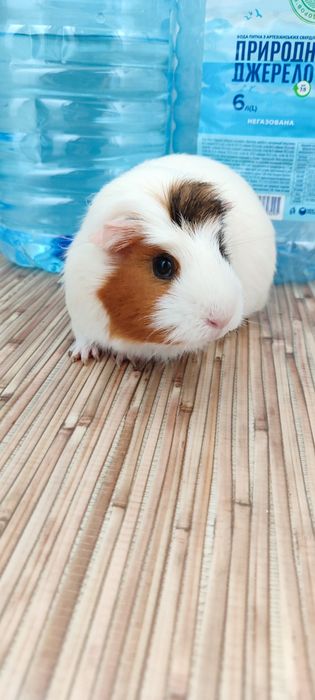 Морская свинка девочка