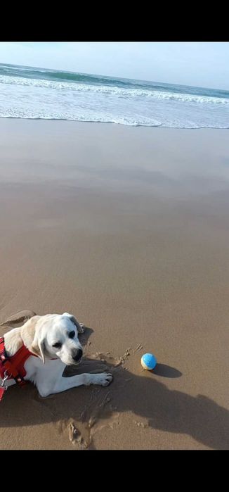 Labrador para adoção