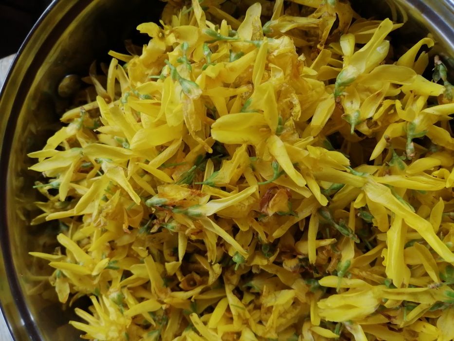 Syrop z kwiatów forsycji