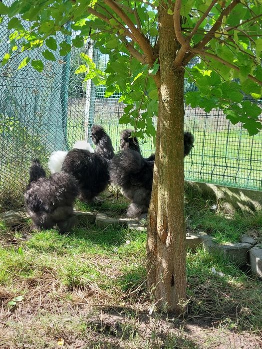 Kogut silka sprzedam