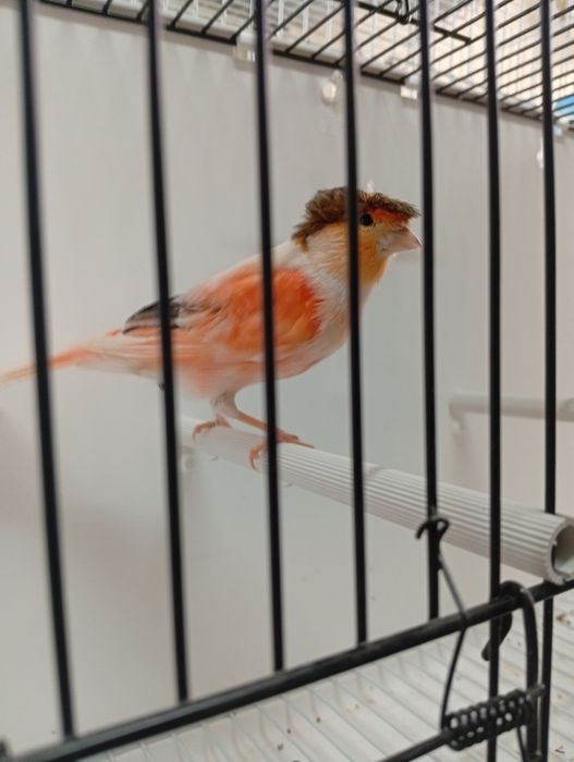 Canários machos raça