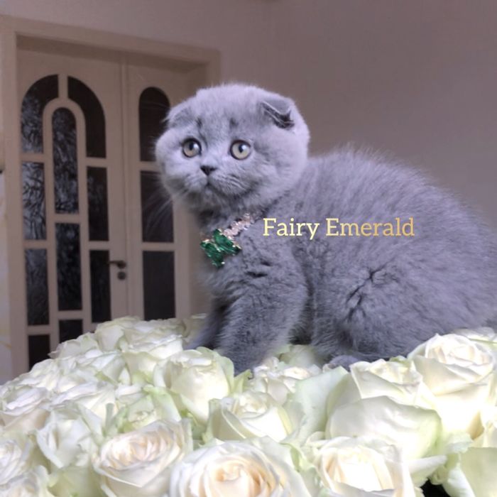 Немає рівних цим котусикам
