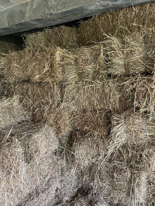 Vendo fardos de feno niscidiço
