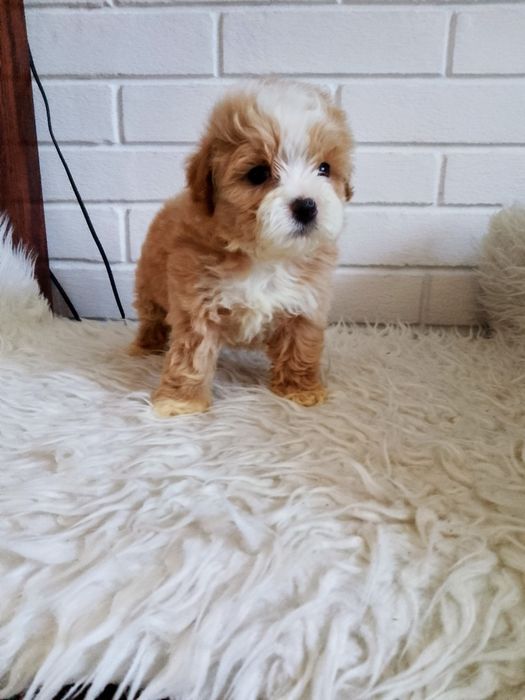 ZAREZERWOWANY !!!Śliczny piesek Maltipoo