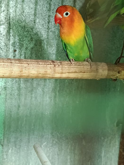 Fishers muito bonitos