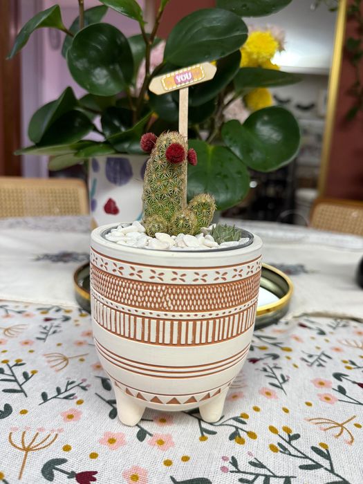 Arranjo de Suculentas e Cactos