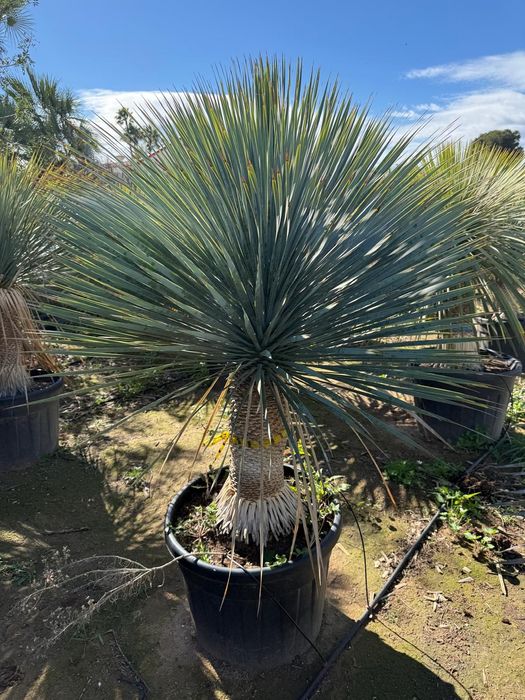 Yucca Rostrata juka roślina egzotyczna Palma mrozoodporna Trachycarpus