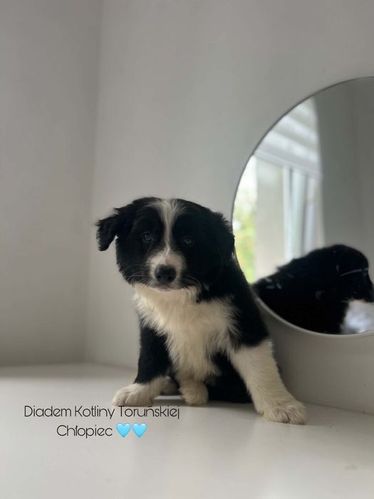 Border collie z rodowodem gotowe do odbioru