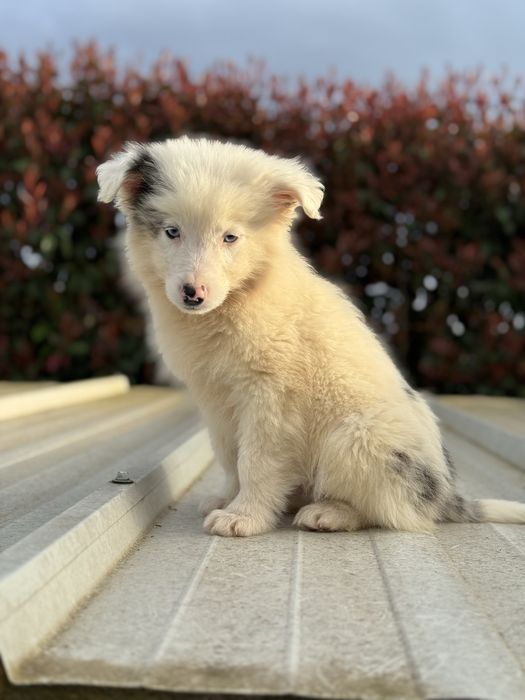 Border Collie azul merle