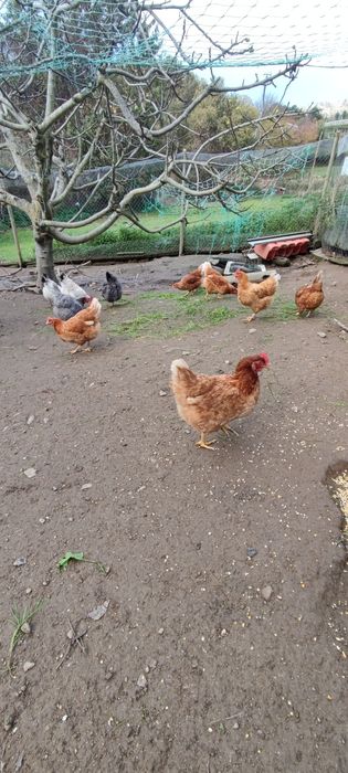 Ovos caseiros-biologicos