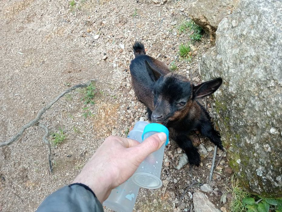 Cabrito anão/israelita com 4meses