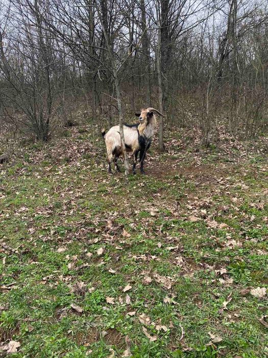 Продаємо цапа (козла)