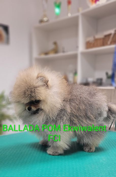 Pomeranian  Szpic miniaturowy  - suczka ZKwP/ FCI
