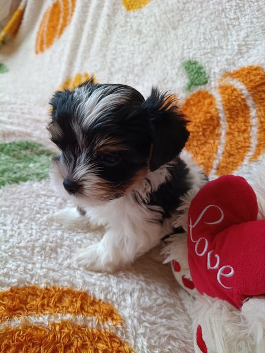 Biewer Yorkshire Terrier ZkwP FCI