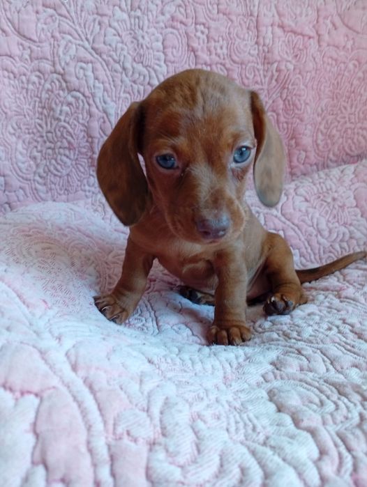 Exelente femia kaninchen arlequim