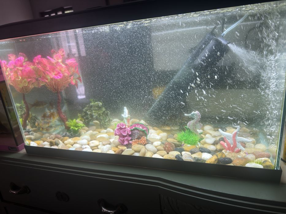 Aquario ciano com 3 meses 70 litros