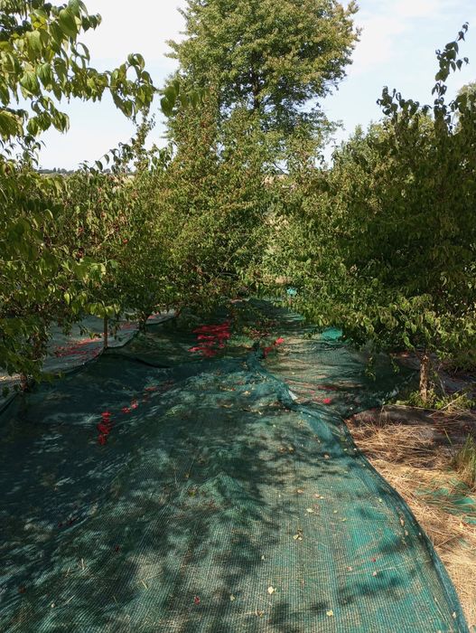 Dereń, owoce derenia