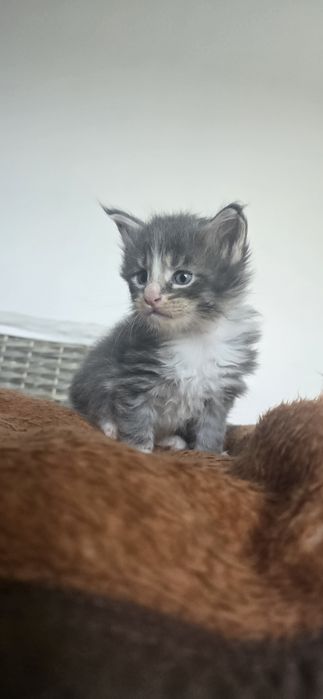 Maine coon kotka kocurek