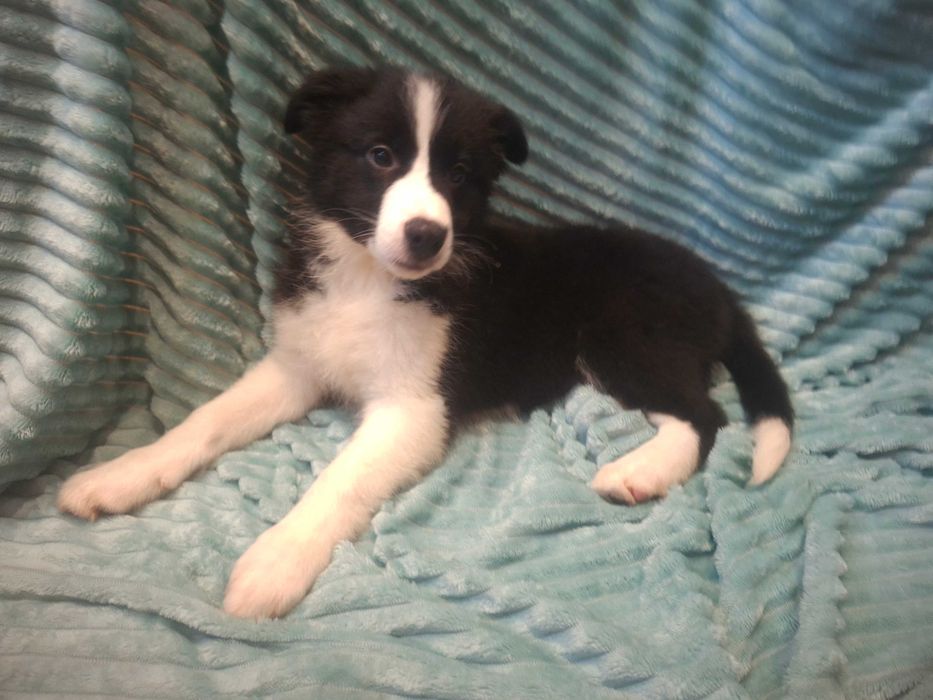 Border Collie piękny szczeniak piesek czarno - biały:-) cud natury